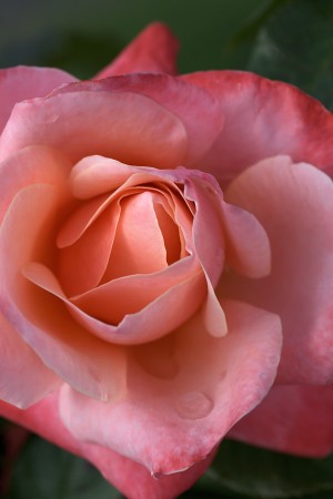 Pink and Apricot Rose